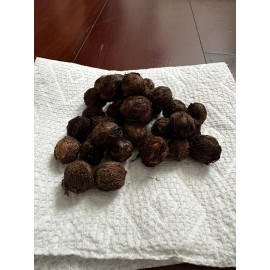 HomeGrown  10x Pindo (Jelly) Palm Tree Seeds (Butia Capitata) Cold-Hardy!