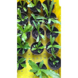 Fresh Organic SEMILLAS DE ALCAPATE  ANCHO CULANTRO RECAO/ALCAPATE RECAO SEEDS, Ngo Gai - 200++ Seeds