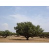 Naiad Argan Oil 0.2 fl oz (7 ml)
