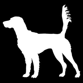 Express Yourself English Setter On Scent (White - Reverse Image - Large) Decal Sticker - Hunting Dog Collection