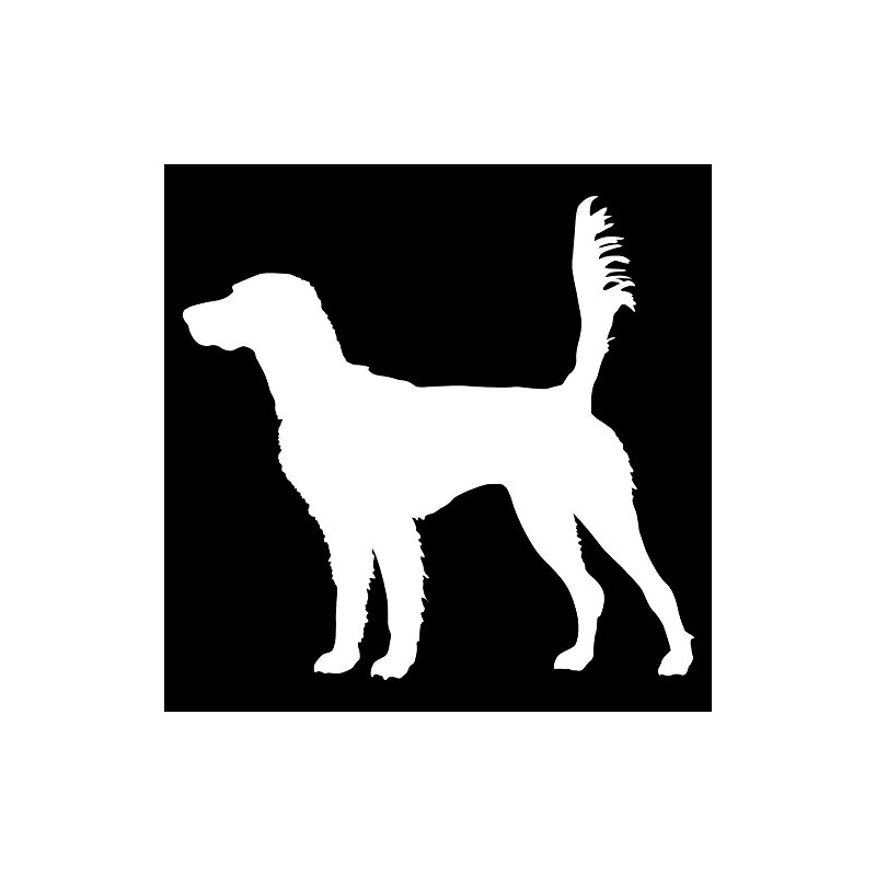 Express Yourself English Setter On Scent (White - Reverse Image