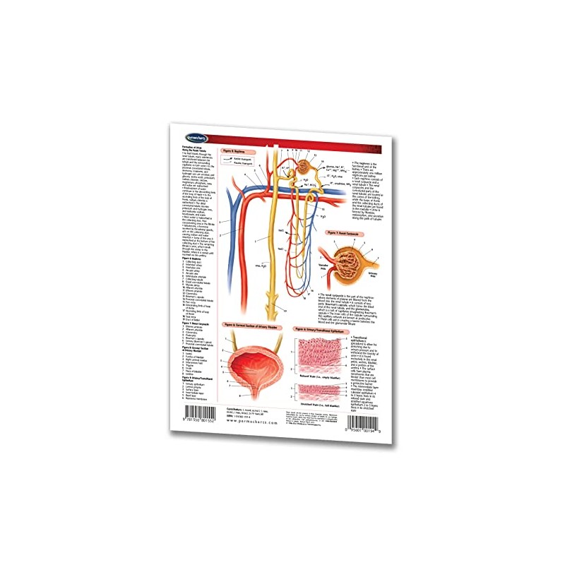 Urinary System Guide - Medical Quick Reference Guide by Permacharts