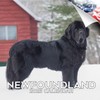 Newfoundland Calendar 2020 - Dog Breed Calendar - Wall Calendar