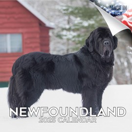 Newfoundland Calendar 2020 - Dog Breed Calendar - Wall Calendar 2019-2020