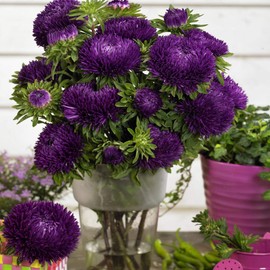 Outsidepride 1000 Seeds Annual Callistephus Dark Violet Tall Double Gremlin Aster Flower Seeds for Planting