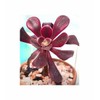 Pcs - 10x Aeonium SSP. Mix Mixture at Least 5