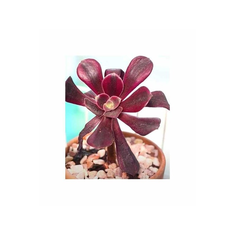Pcs - 10x Aeonium SSP. Mix Mixture at Least 5