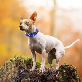 Campsis Adjustable Metal Buckle Dog Collar Royal Blue Leather Dog Collars Metal Bone Studded Puppy Collar Adjustable for Small Medium Large Dogs (L=11.0-14.2inch)