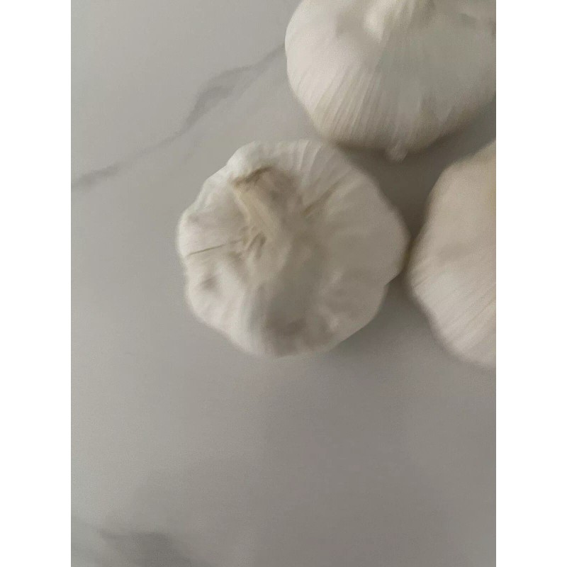 AJO MACHO 3 PCS DINERO-SUERTE Y PROTECCION / MALE GARLIC