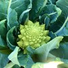 Broccoli Seeds - Romanesco - Packet - Vegetable Seeds, Heirloom