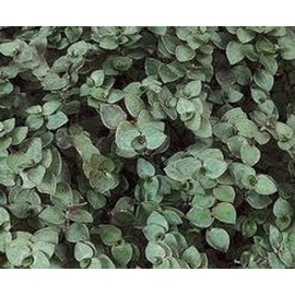 Bolivian Mini Wandering Jew-25 healthy cuttings - Tradescantia Callisia Repens