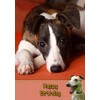Whippet Birthday Card