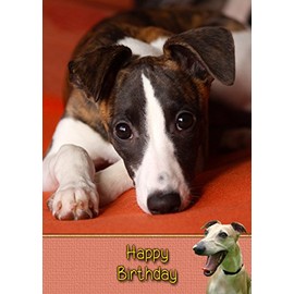 Whippet Birthday Card