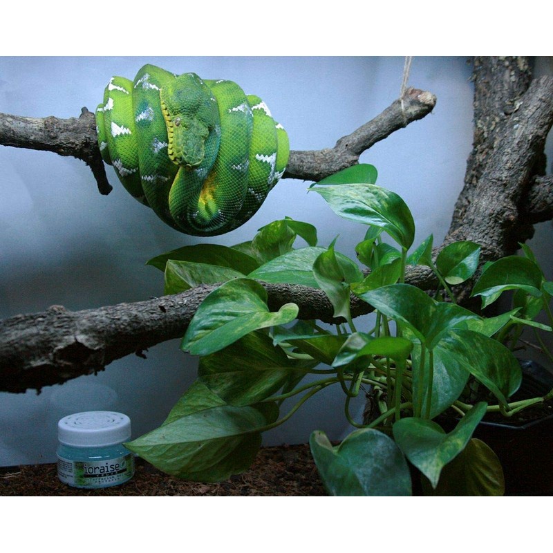 [Set of 3] Ioreze Terrarium Gel 3.5 oz (100 g)