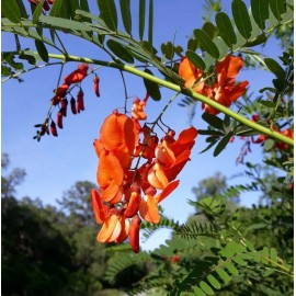 5 Scarlet Fire Red Wisteria Seeds Vine Climbing Flower Perennial Flowers USA