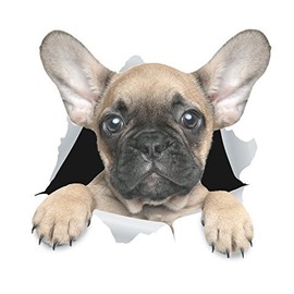 Winston & Bear 3D Dog Stickers - 2 Pack - Cute French Bulldog Sticker for Wall, Fridge, Toilet and More - Retail Packaged