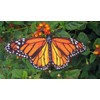 Epic Life Sized Monarch Butterfly Danaus Plexippus Iron on Patch