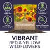 Plains Coreopsis Seeds – Native Flowers – Extra Large Packet