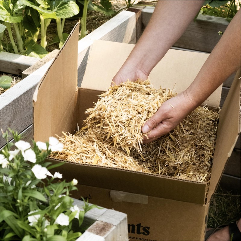 HealthiStraw GardenStraw Mulch Box, 2 cu ft (10 lb) –