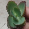 Mother of Thousand Kalanchoe Daigremontiana Mexican Hat Plant