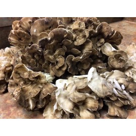 Maitake (Grifola frondosa) Mushroom Extract 1fl Oz Dropper Bottle