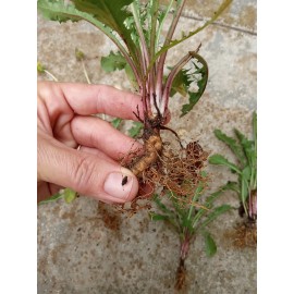 Fresh Wild Dandelion Plant 5 Fresh Wild Dandelion (Taraxacum officinale) Plant Tubers