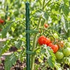 Garden Stakes for Tomatoes, Cucumbers & Climbing Plants – 20-Piece