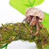 Begeterday Hermit Crab Climbing Toy with Artificial Vines, 25 Inch