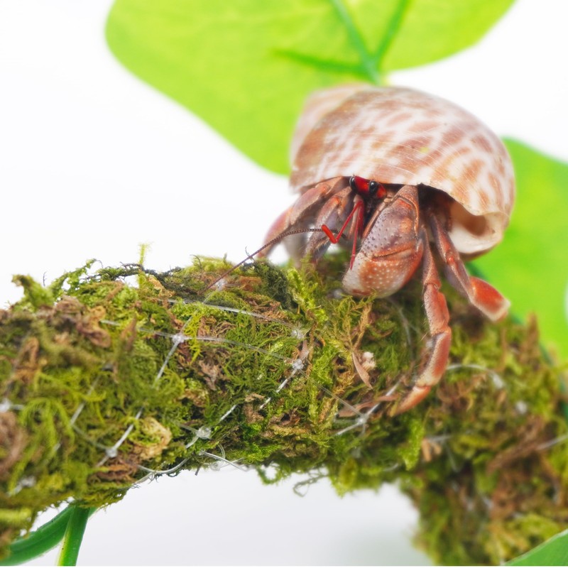 Begeterday Hermit Crab Climbing Toy with Artificial Vines, 25 Inch
