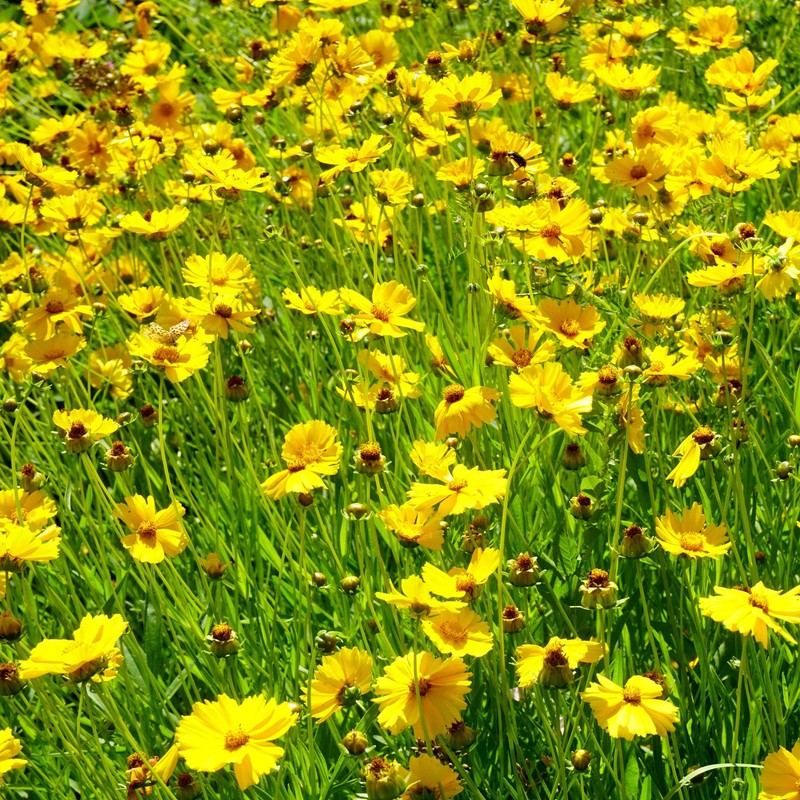 Outsidepride Lance-leaved Coreopsis - 5000 Seeds
