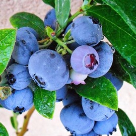 Emerald Blueberry Starter Plant - Specification: 1 Pack