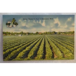 Celery "Grown For You" In Kalamazoo, Michigan Postcard 66284 Vintage Antique