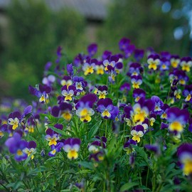 Johnny Jump Up Seeds - Packet - Purple/Yellow/White Flower Seeds, Heirloom Seed, Open Pollinated Seed Attracts Bees, Attracts Butterflies, Attracts Pollinators, Fragrant, Container Garden