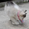 KUD Dog Mesh Muzzle, Dog Muzzle, Dog Mask, Prevents Bites,