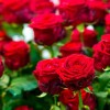 EsencialMX Esencia De Rosas Para Difusor 10ml
