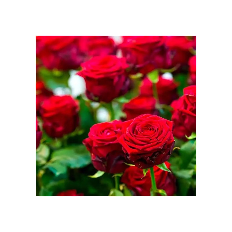 EsencialMX Esencia De Rosas Para Difusor 10ml