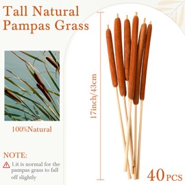 Knitgrip 40 Pcs Dried Natural Cattails Flowers Jumbo 17 Inch Real Brown Cattail Stems Bundles Bulrush Plants Dry Flower for DIY Floral Arrangements, Wedding Home Office Gardens Decor