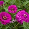 Fairy7Seas Zinnia Seeds - Zinnia Elegans - Dahlia Flowered Purple