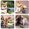 PetBonus 2-Pack Silicone Collapsible Dog Bowls, BPA Free Dishwasher Safe,