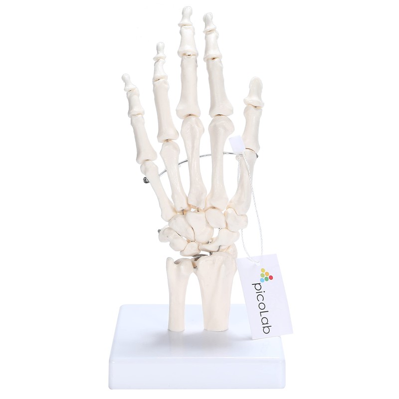 picoLab Hand Skeleton Model Hand Bone Model Hand Joint Left