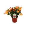 Spring Cactus (Surprise Colors) - 4" from California Tropicals