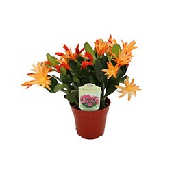 Spring Cactus (Surprise Colors) - 4" from California Tropicals