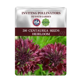 Black Cornflower Seeds Pack - Beautiful Garden Flowers Seeds