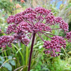 Palm Beach Medicinal Herbs - Giant Purple Angelica (Angelica atropurpurea) - Packet of 10 Seeds