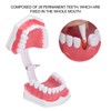 Dental Teaching Teeth Model 2X Magnifying Teeth Model Dentist Teaching