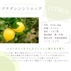 e-aroma petitgrain citronia 30ml essential oil aroma oil