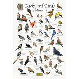 Where's Wildlife Backyard Birds of Missouri - Laminated Bird Identification Poster Chart (24" x 36")