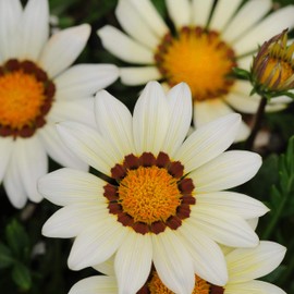 Outsidepride Gazania Garden Leader White - 200 Seeds