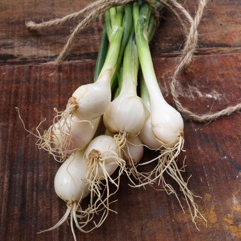 Onion Seeds (Pearl/Pickling) - Crystal White Wax - Packet -