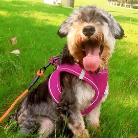 Joytale Dog Harness, Reflective Soft Padded Dog Harness, Breathable Air Mesh Chest Harness for Small, Medium Dogs, L, Bright Pink